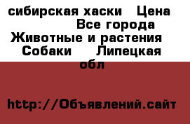 l: сибирская хаски › Цена ­ 10 000 - Все города Животные и растения » Собаки   . Липецкая обл.